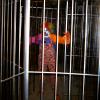 CAGED CLOWN